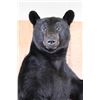 Image 4 : Massive Life-sized BLACK BEAR on Decorative Forest Base with Wheels