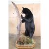 Image 5 : Massive Life-sized BLACK BEAR on Decorative Forest Base with Wheels
