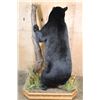Image 6 : Massive Life-sized BLACK BEAR on Decorative Forest Base with Wheels