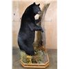 Image 7 : Massive Life-sized BLACK BEAR on Decorative Forest Base with Wheels