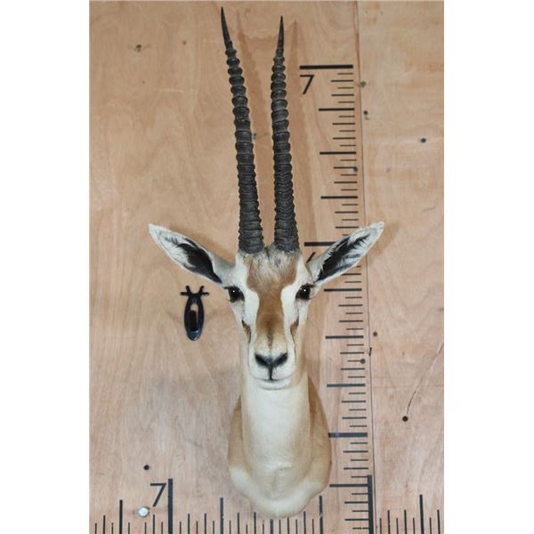 XL THOMSON'S GAZELLE Shoulder Mount