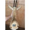 Image 5 : XL THOMSON'S GAZELLE Shoulder Mount