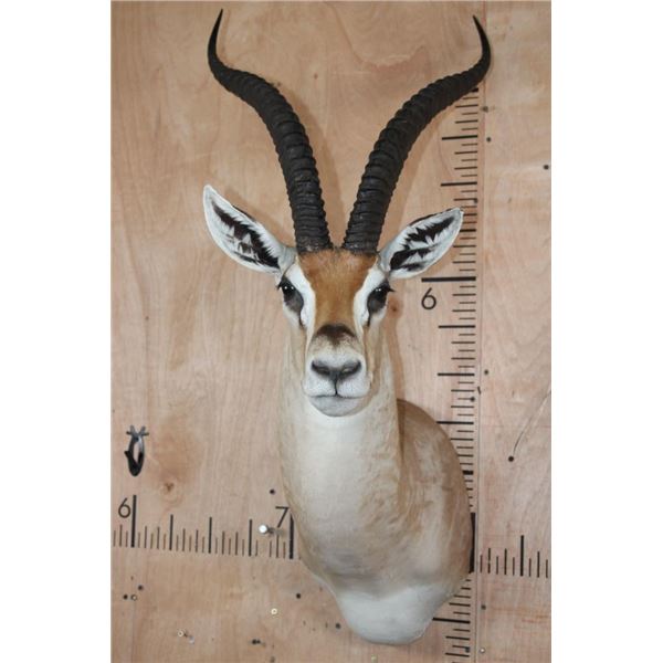 XL GRANT'S GAZELLE Shoulder Mount