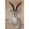Image 1 : XL GRANT'S GAZELLE Shoulder Mount