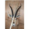 Image 5 : XL GRANT'S GAZELLE Shoulder Mount