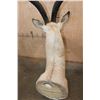 Image 6 : XL GRANT'S GAZELLE Shoulder Mount
