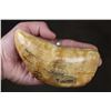 Image 1 : Antique "1864" Scrimshawed SPERM WHALE Tooth signed by artist "L.J.B."