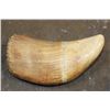 Image 6 : Antique "1864" Scrimshawed SPERM WHALE Tooth signed by artist "L.J.B."