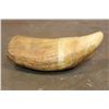 Image 8 : Antique "1864" Scrimshawed SPERM WHALE Tooth signed by artist "L.J.B."