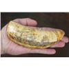 Image 1 : Antique SPERM WHALE Tooth with Nautical Scrimshaw