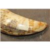 Image 4 : Antique SPERM WHALE Tooth with Nautical Scrimshaw