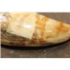 Image 5 : Antique SPERM WHALE Tooth with Nautical Scrimshaw