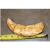 Image 6 : Antique SPERM WHALE Tooth with Nautical Scrimshaw
