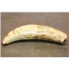 Image 8 : Antique SPERM WHALE Tooth with Nautical Scrimshaw