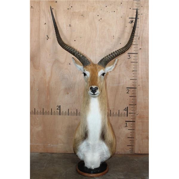 Huge KAFUE LECHWE Mounted on a Marble and Walnut Wood Table Pedestal Mount