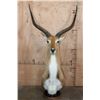 Image 1 : Huge KAFUE LECHWE Mounted on a Marble and Walnut Wood Table Pedestal Mount