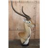 Image 2 : Huge KAFUE LECHWE Mounted on a Marble and Walnut Wood Table Pedestal Mount