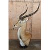 Image 3 : Huge KAFUE LECHWE Mounted on a Marble and Walnut Wood Table Pedestal Mount