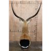 Image 4 : Huge KAFUE LECHWE Mounted on a Marble and Walnut Wood Table Pedestal Mount