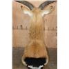 Image 5 : Huge KAFUE LECHWE Mounted on a Marble and Walnut Wood Table Pedestal Mount