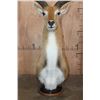 Image 6 : Huge KAFUE LECHWE Mounted on a Marble and Walnut Wood Table Pedestal Mount