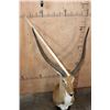 Image 7 : Huge KAFUE LECHWE Mounted on a Marble and Walnut Wood Table Pedestal Mount