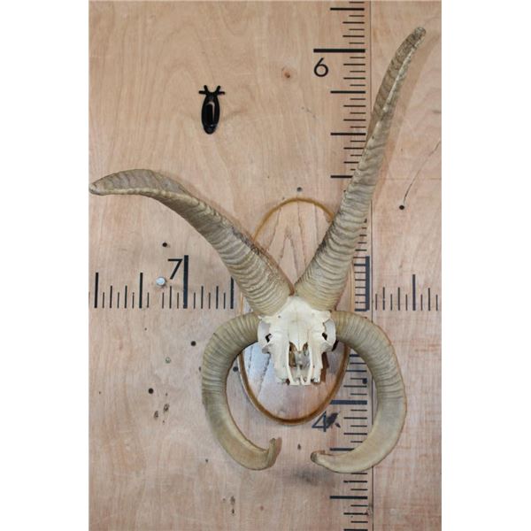Big 4-Horned JACOB Sheep Skull on a Wood Plaque