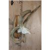 Image 2 : Big 4-Horned JACOB Sheep Skull on a Wood Plaque