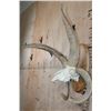 Image 3 : Big 4-Horned JACOB Sheep Skull on a Wood Plaque