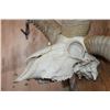 Image 4 : Big 4-Horned JACOB Sheep Skull on a Wood Plaque