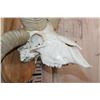 Image 5 : Big 4-Horned JACOB Sheep Skull on a Wood Plaque