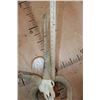 Image 6 : Big 4-Horned JACOB Sheep Skull on a Wood Plaque