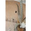 Image 7 : Big 4-Horned JACOB Sheep Skull on a Wood Plaque