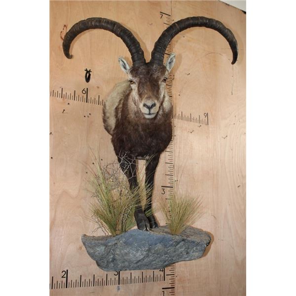 XXL Half-body IBERIAN SPANISH IBEX