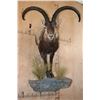 Image 1 : XXL Half-body IBERIAN SPANISH IBEX