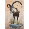 Image 2 : XXL Half-body IBERIAN SPANISH IBEX