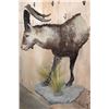 Image 3 : XXL Half-body IBERIAN SPANISH IBEX