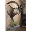 Image 4 : XXL Half-body IBERIAN SPANISH IBEX