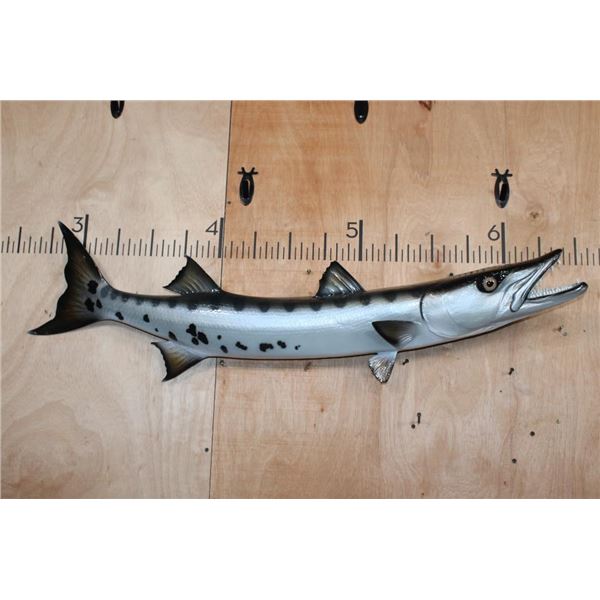 XL Reproduction BARRACUDA Fish Mount