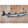 Image 1 : XL Reproduction BARRACUDA Fish Mount