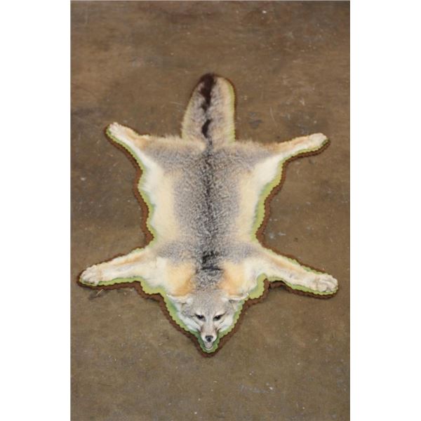 GREY FOX Rug with its Mounted Head and Double Felt Backing