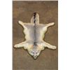 Image 1 : GREY FOX Rug with its Mounted Head and Double Felt Backing
