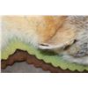 Image 3 : GREY FOX Rug with its Mounted Head and Double Felt Backing