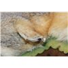 Image 4 : GREY FOX Rug with its Mounted Head and Double Felt Backing