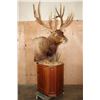 Image 1 : XXL 15-Point ELK Pedestal Mount