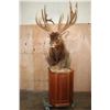 Image 2 : XXL 15-Point ELK Pedestal Mount