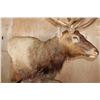 Image 5 : XXL 15-Point ELK Pedestal Mount