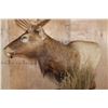 Image 6 : XXL 15-Point ELK Pedestal Mount