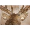 Image 8 : XXL 15-Point ELK Pedestal Mount