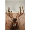 Image 9 : XXL 15-Point ELK Pedestal Mount
